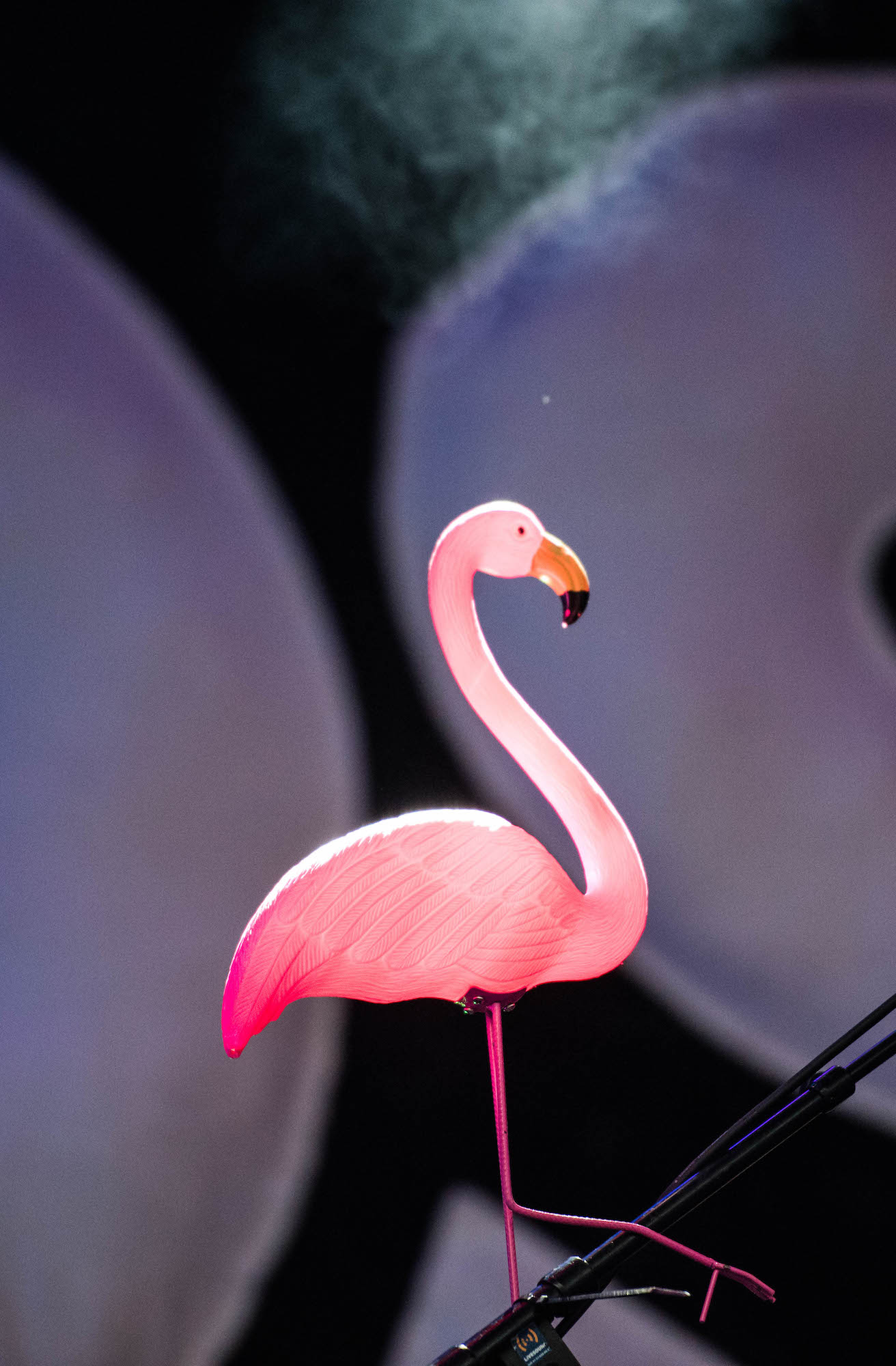 Flamingo auf der Bühne von Josh